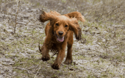 How to help your Spaniel beat winter blues