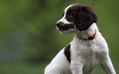 Finding your puppy hard work? You’re not alone