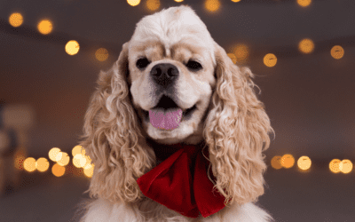 How to survive Christmas with your crazy Spaniel